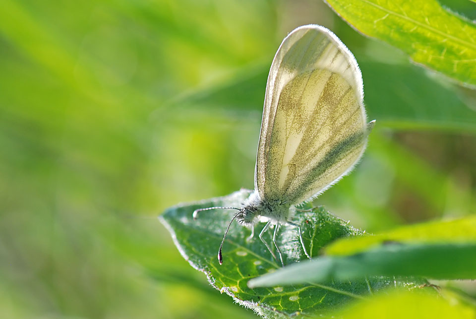 Leptidea sinapis   Prealpi Vicentine